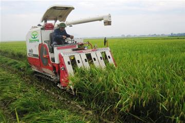  Hội nghị "Sơ kết sản xuất vụ Hè Thu và vụ Mùa 2014, triển khai kế hoạch sản xuất vụ Đông Xuân 2014-2015 các tỉnh phía Bắc; thảo luận Đề án tái cơ cấu ngành lúa gạo Việt Nam" 